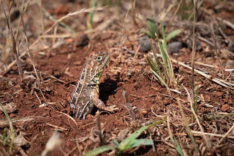 A brown and white lizard emerges from a hole in the soil.