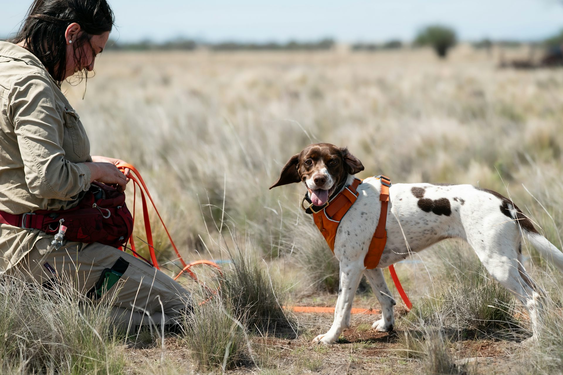A dog and its handler conduct field surveys in a grassland.