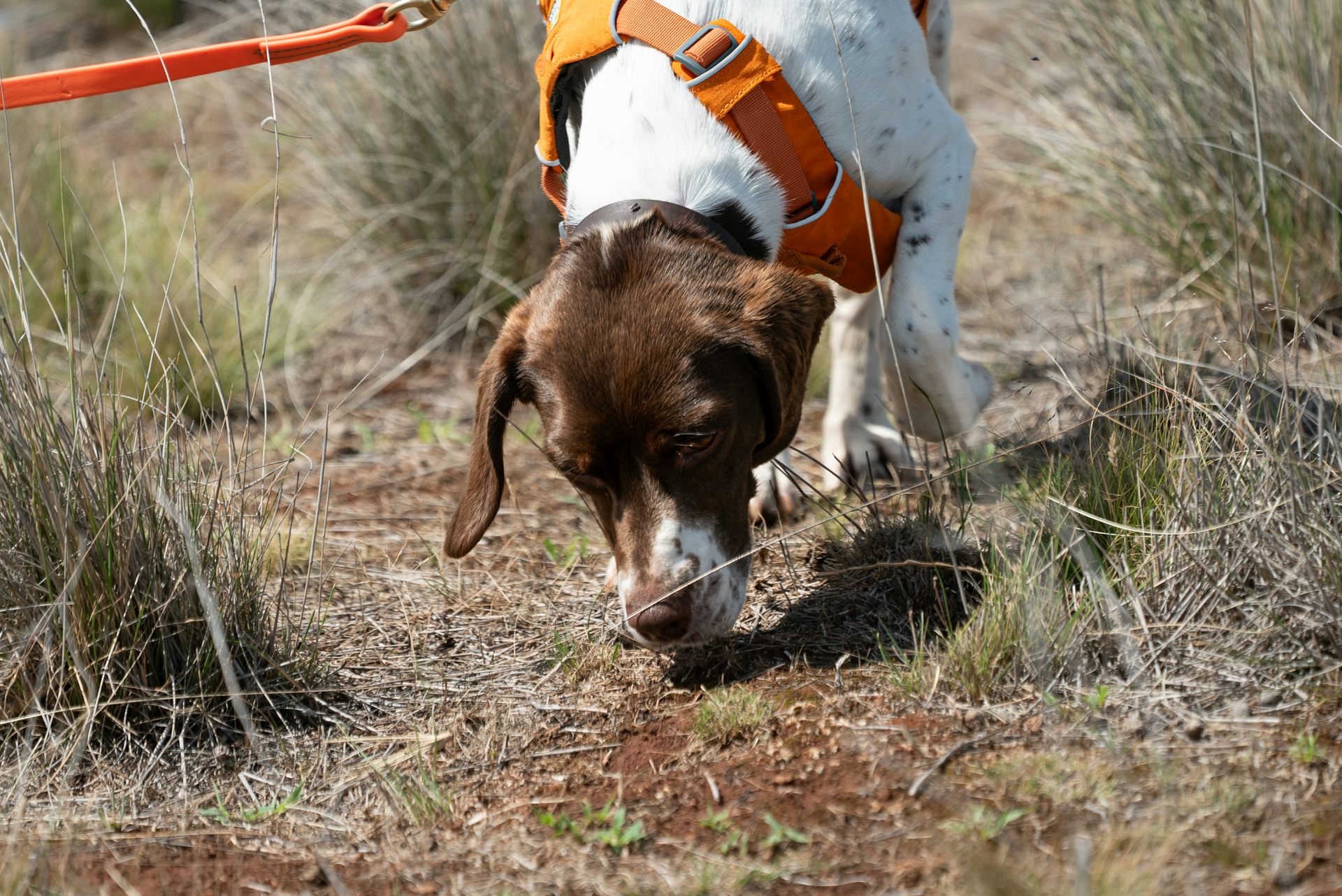 A brown and white dog sniffs the ground, while wearing a bright orange vest.