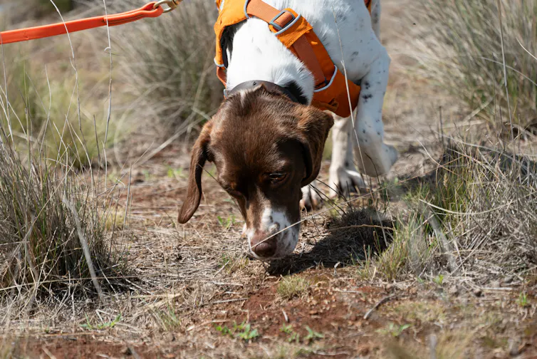A brown and white dog sniffs the ground, while wearing a bright orange vest.