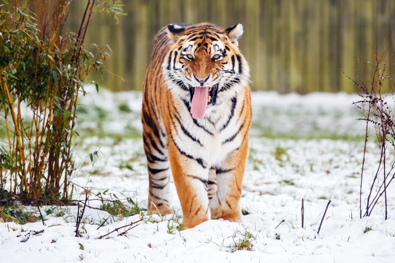A Siberian tiger enjoys the snow in an enclosure at Yorkshire Wildlife Park