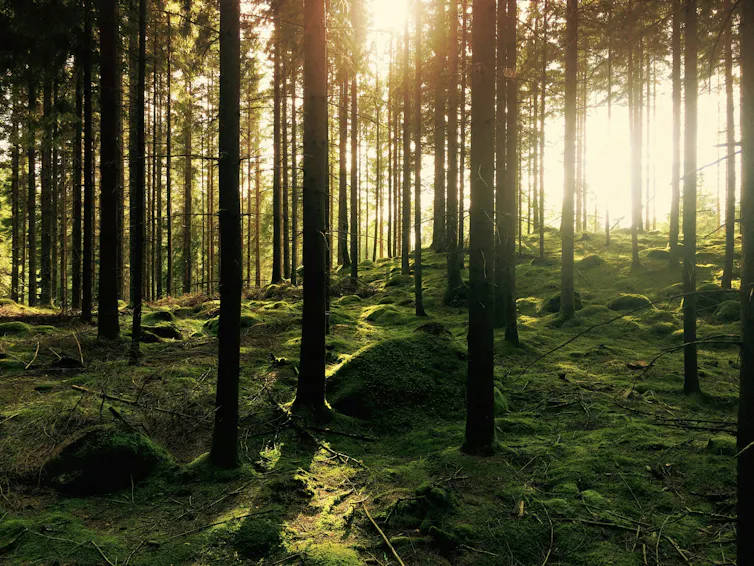 A view of a moss covered pine forest floor.