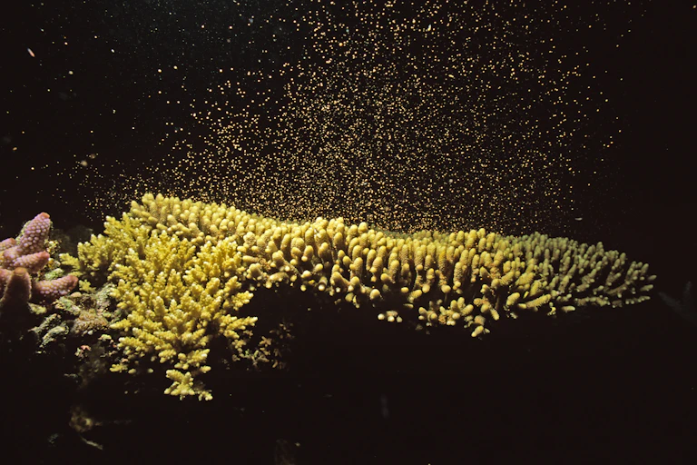 A yellow coral releasing a cloud of spawn