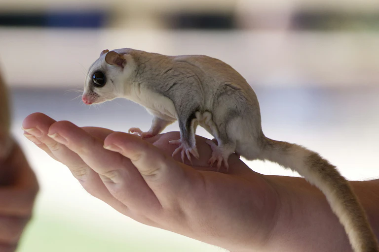 A cute sugar glider sits on an extended palm.
