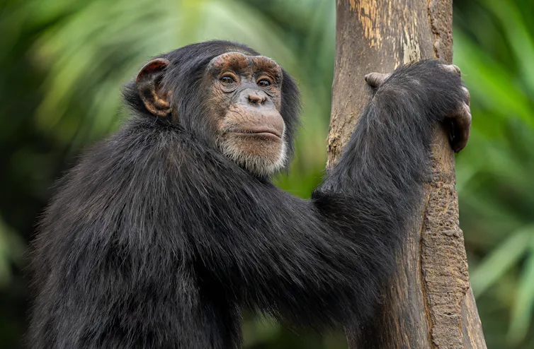 Chimpanzee looks over shoulder.