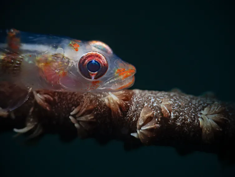 Translucent fish resting on stem