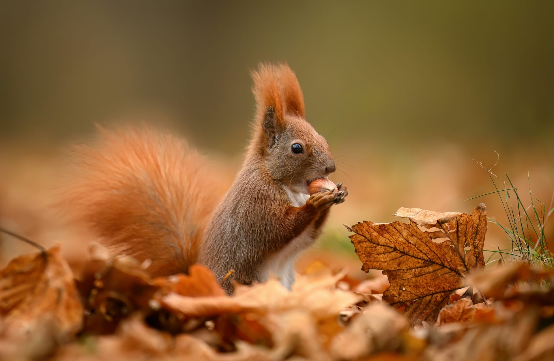 How autumn changes animal sexual behaviour – including that of humans