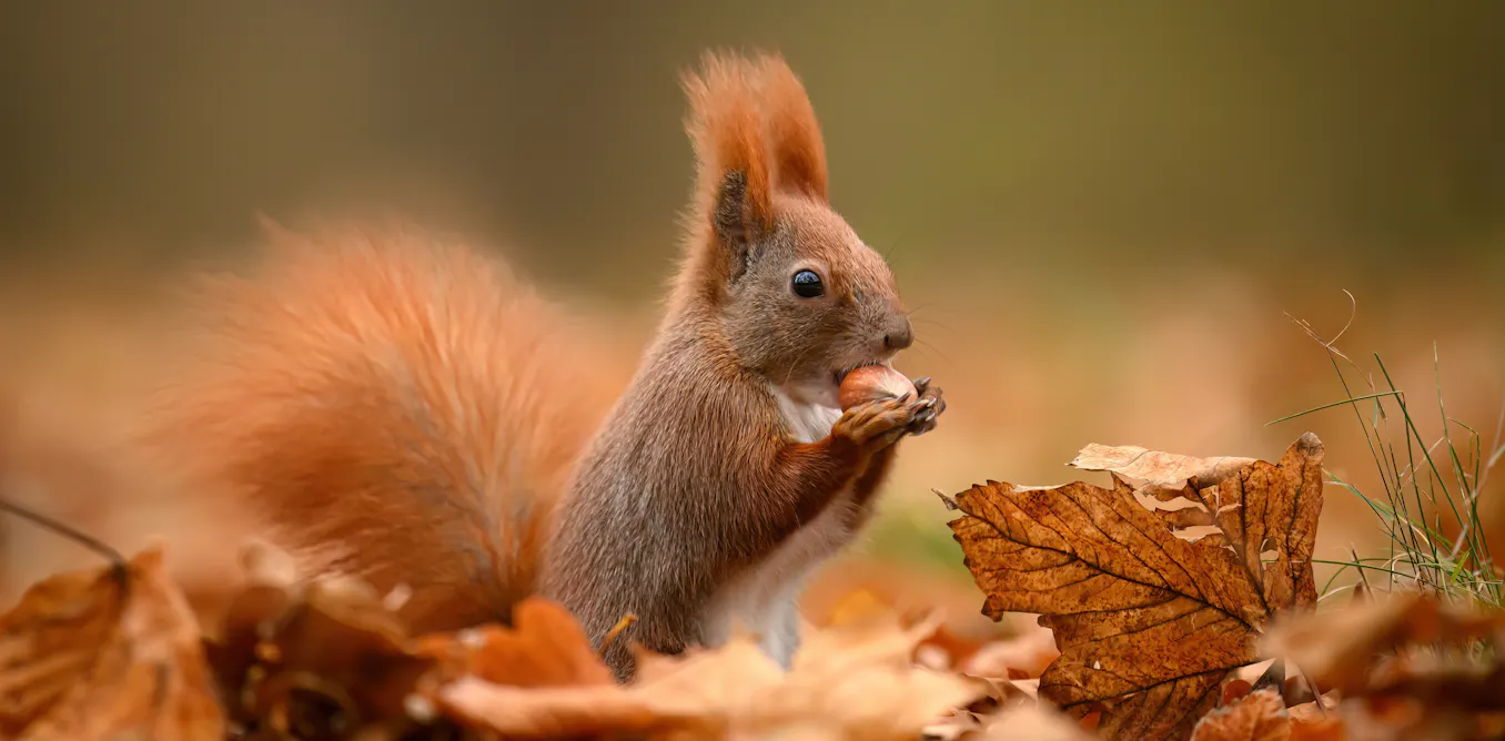 How autumn changes animal sexual behaviour – including that of humans How autumn changes animal sexual behaviour – including that of humans