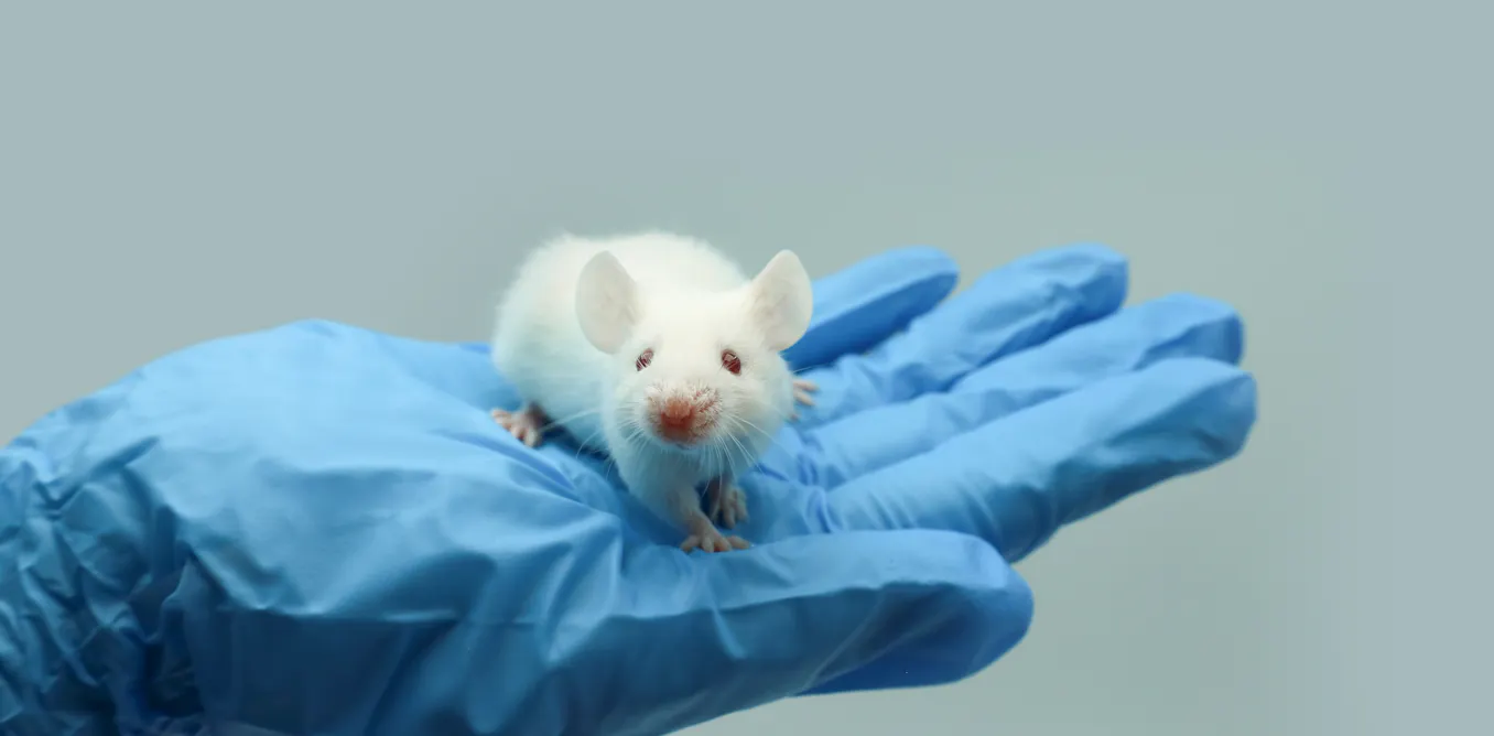Scientists are growing human brain tissue in living mice – could this make their welfare harder to assess? Scientists are growing human brain tissue in living mice – could this make their welfare harder to assess?