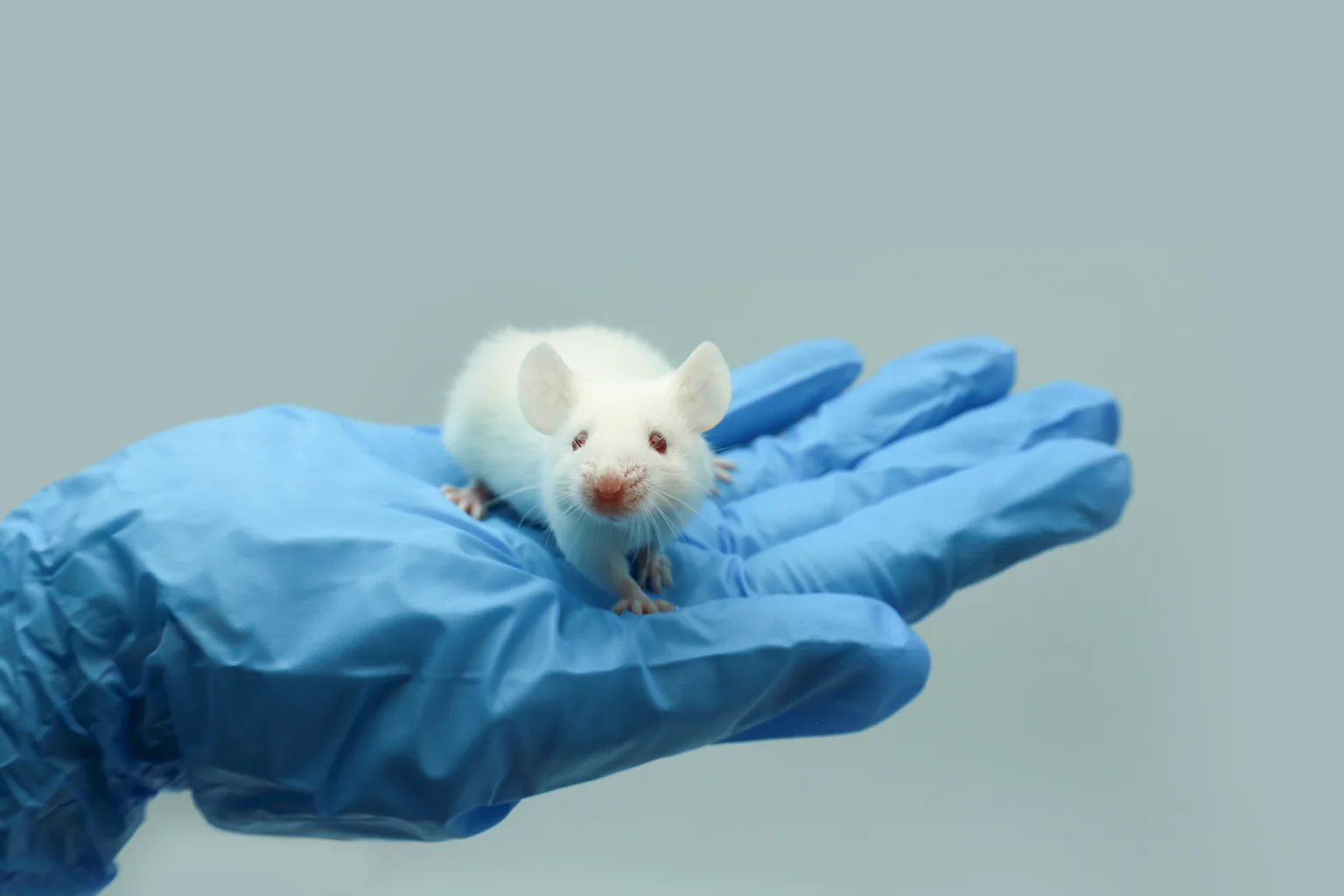Tissue Growing Scientists are growing human brain tissue in living mice – could this ...