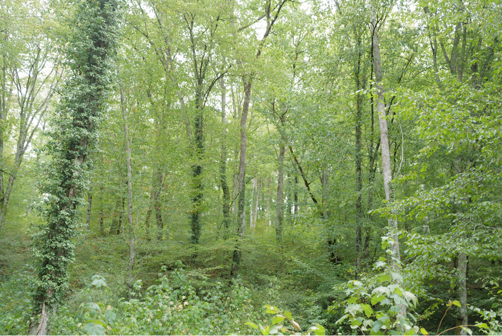 Hêtraie, forêt d’Auberive, Haute-Marne