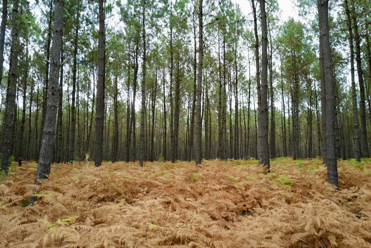 Plantation de pins maritimes dans les landes de Gascogne