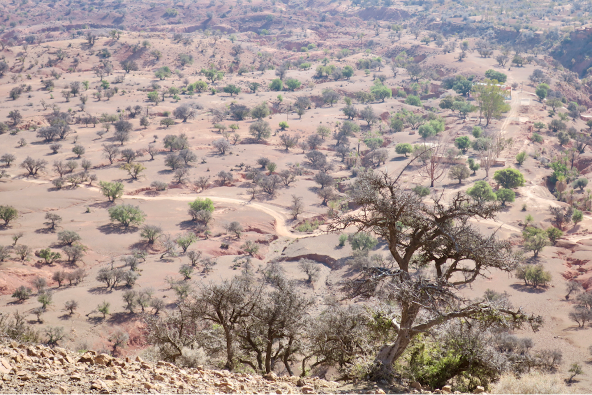 Forêt ou steppe arborée d’Arganiers (Souss Marocain)