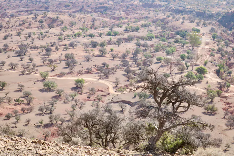 Forêt ou steppe arborée d’Arganiers (Souss Marocain)