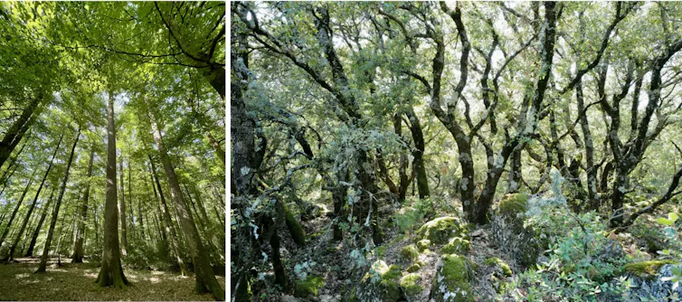 Taillis de Chêne vert (Quercus ilex), Sainte-Baume(Var)