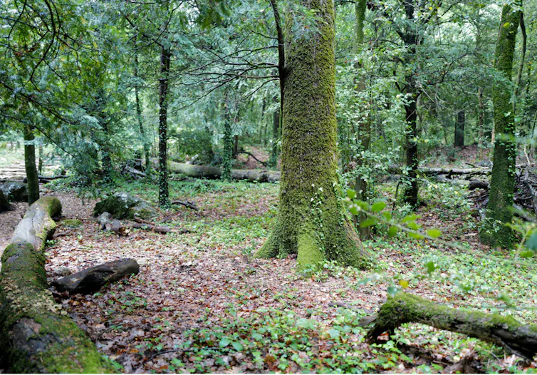 Forêt subnaturelle de la Sainte Baume