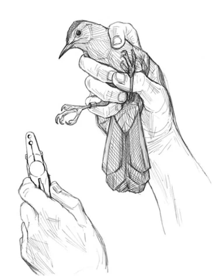 A person holds a bird and wire snips to add a band to the bird's leg.