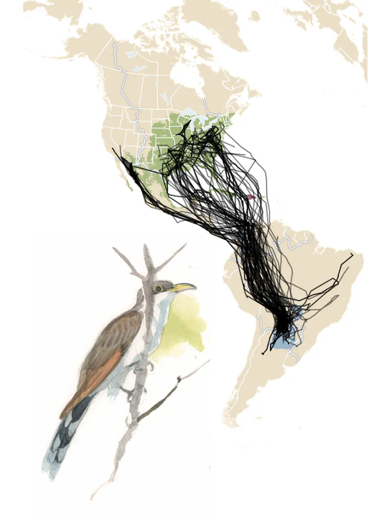 An illustration of a brown bird with an elaborate tail on a branch, and the map behind it.