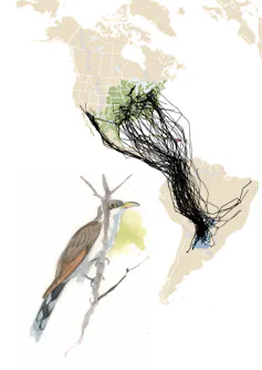 An illustration of a brown bird with an elaborate tail on a branch, and the map behind it.