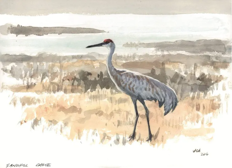 An illustration of a sand hill crane on a prairie.