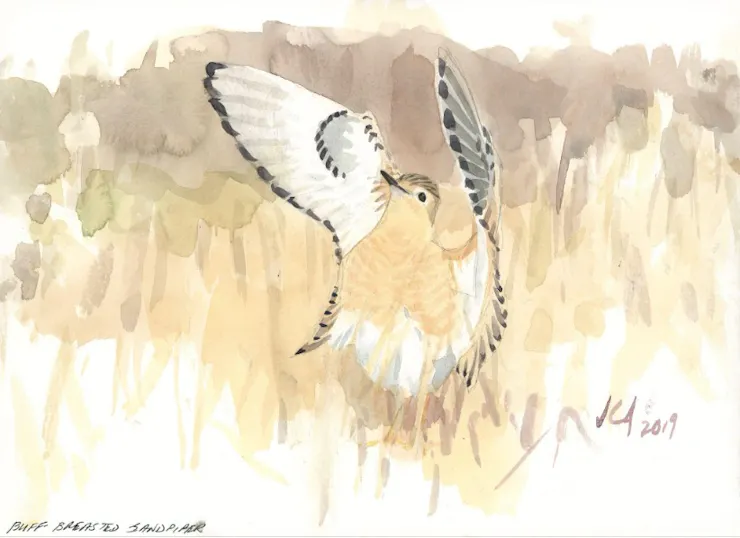 An illustration of a yellow bird with white black-tipped wings dancing.