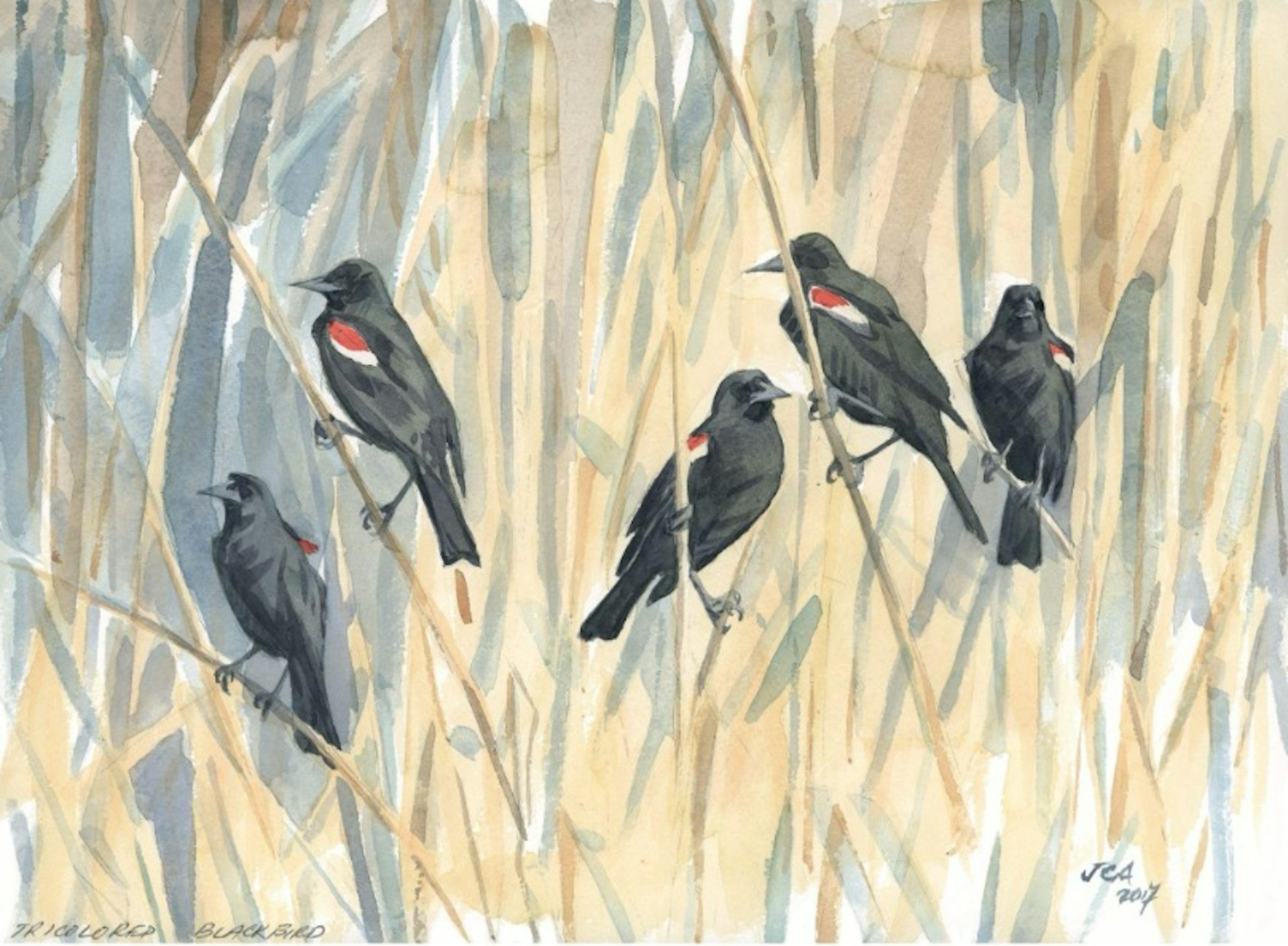 For centuries, bird migration was a mystery – a tech revolution is changing that, and could help save these amazing creatures