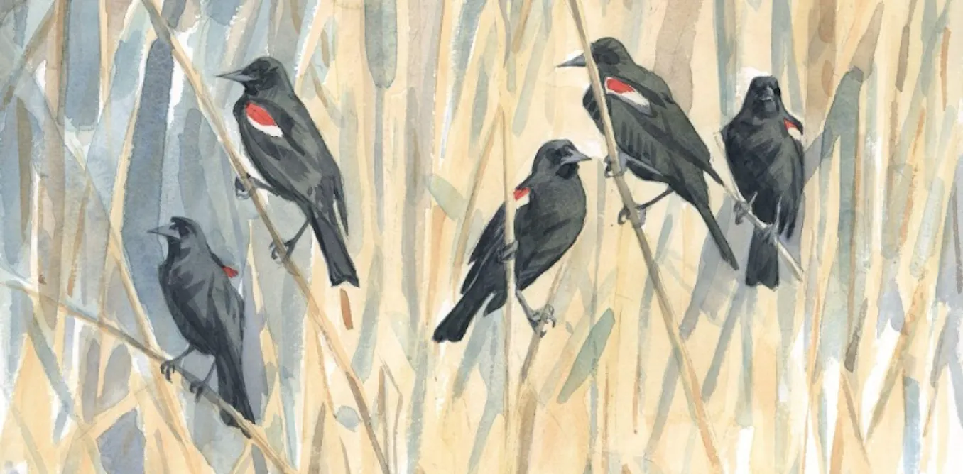 For centuries, bird migration was a mystery – a tech revolution is changing that, and could help save these amazing creatures For centuries, bird migration was a mystery – a tech revolution is changing that, and could help save these amazing creatures
