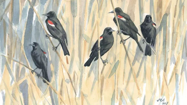 An illustration shows five birds with red and white winds on stalks in a field.