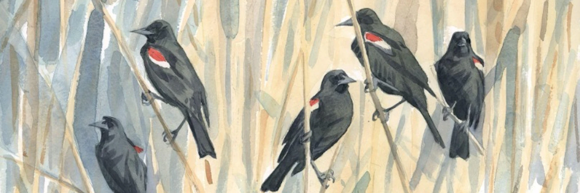 eBird citizen science