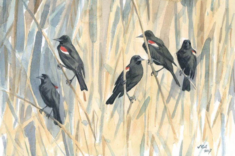 An illustration shows five birds with red and white winds on stalks in a field.