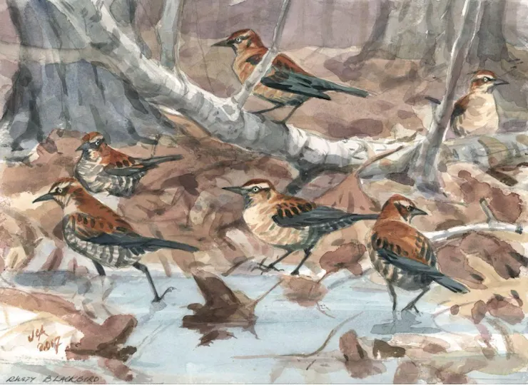 Rust-colored birds hanging out in a wetland area.