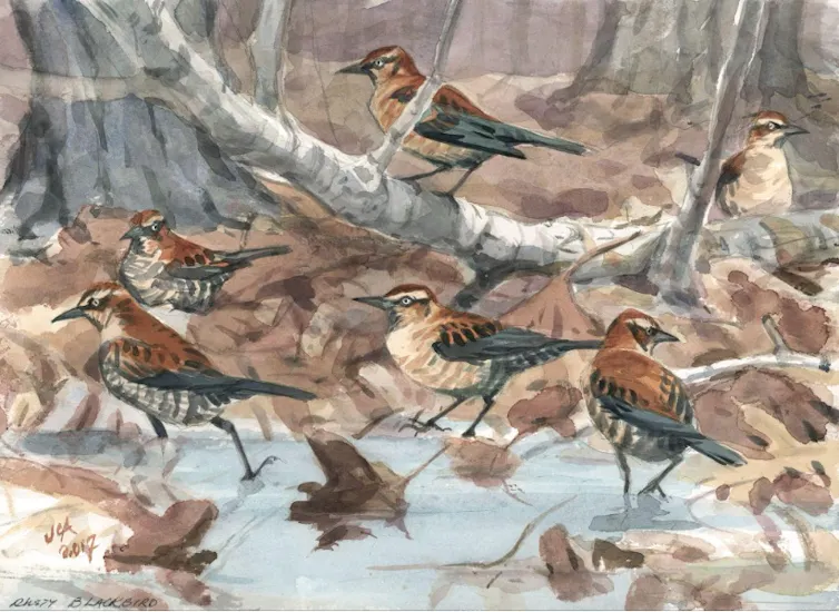 Rust-colored birds hanging out in a wetland area.