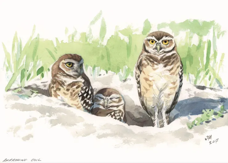 An owl with arresting eyes and two small owls in a burrow.