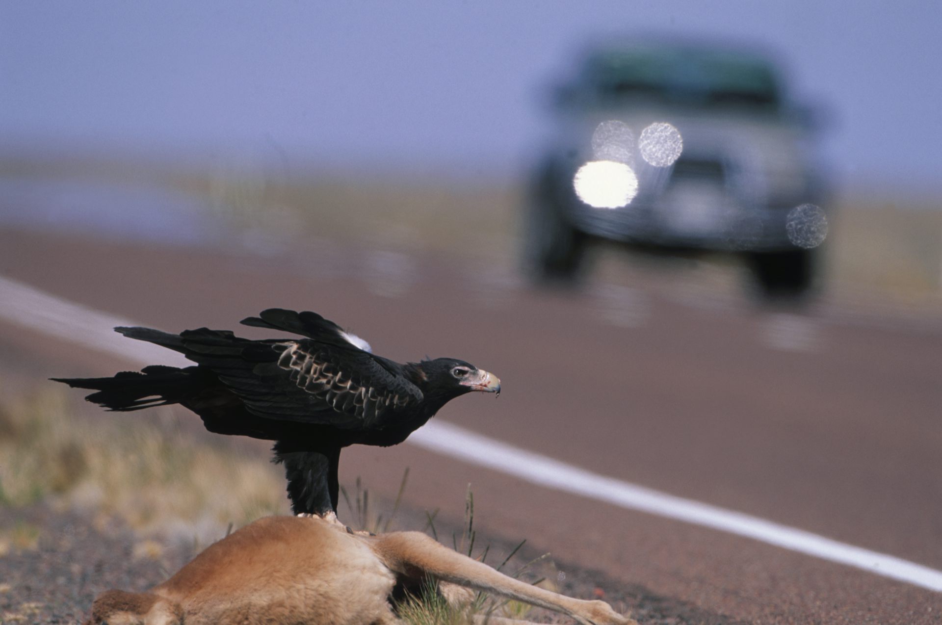 Australian scavengers don’t just eat everything and slink away. They approach a carcass like a buffet
