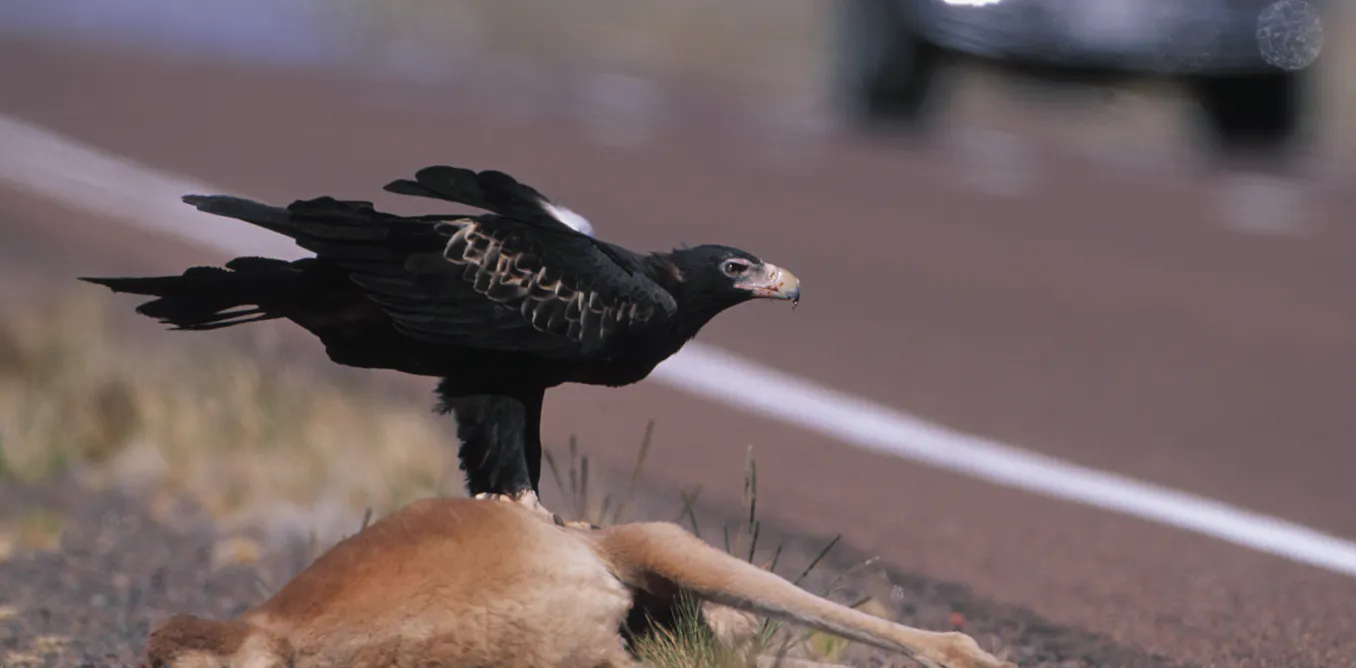Australian scavengers don’t just eat everything and slink away. They approach a carcass like a buffet Australian scavengers don’t just eat everything and slink away. They approach a carcass like a buffet