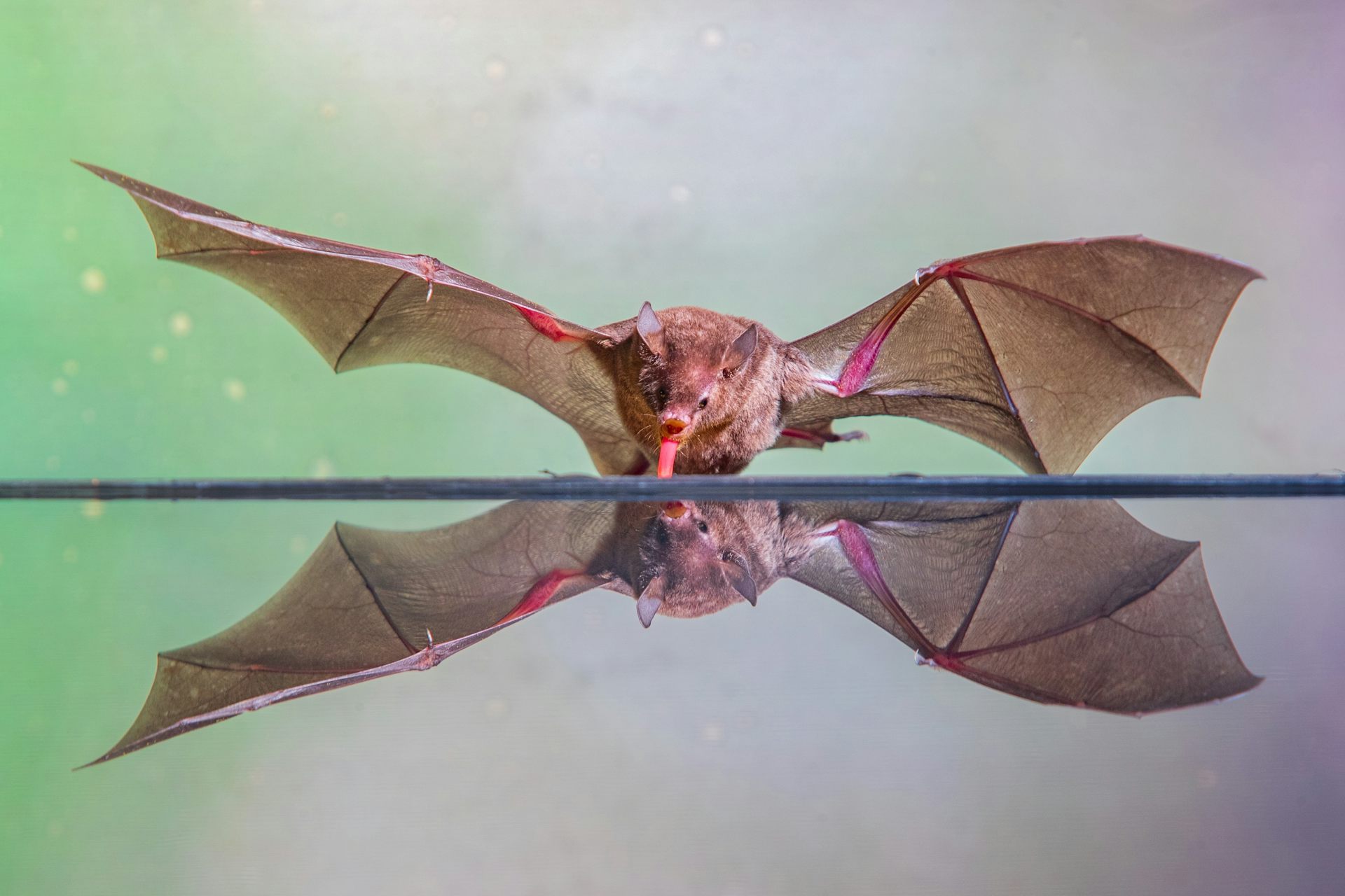 Where did bats come from? New research points to Europe