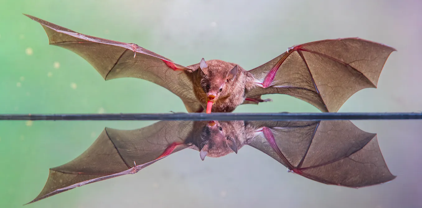 Where did bats come from? New research points to Europe Where did bats come from? New research points to Europe