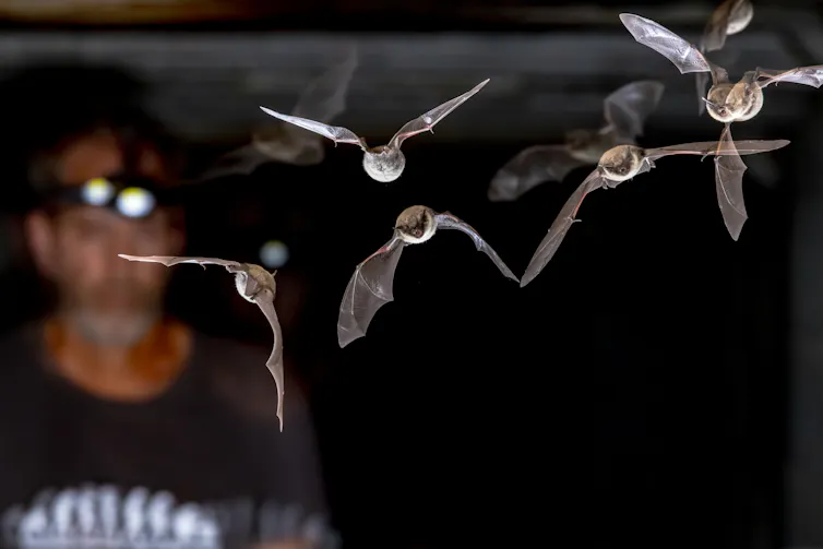 Bats flying through cityscape