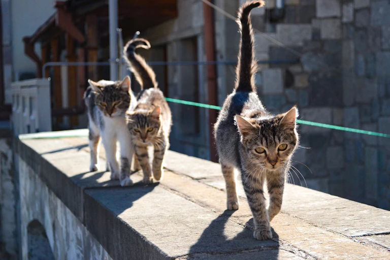 Tres gatos callejeros.