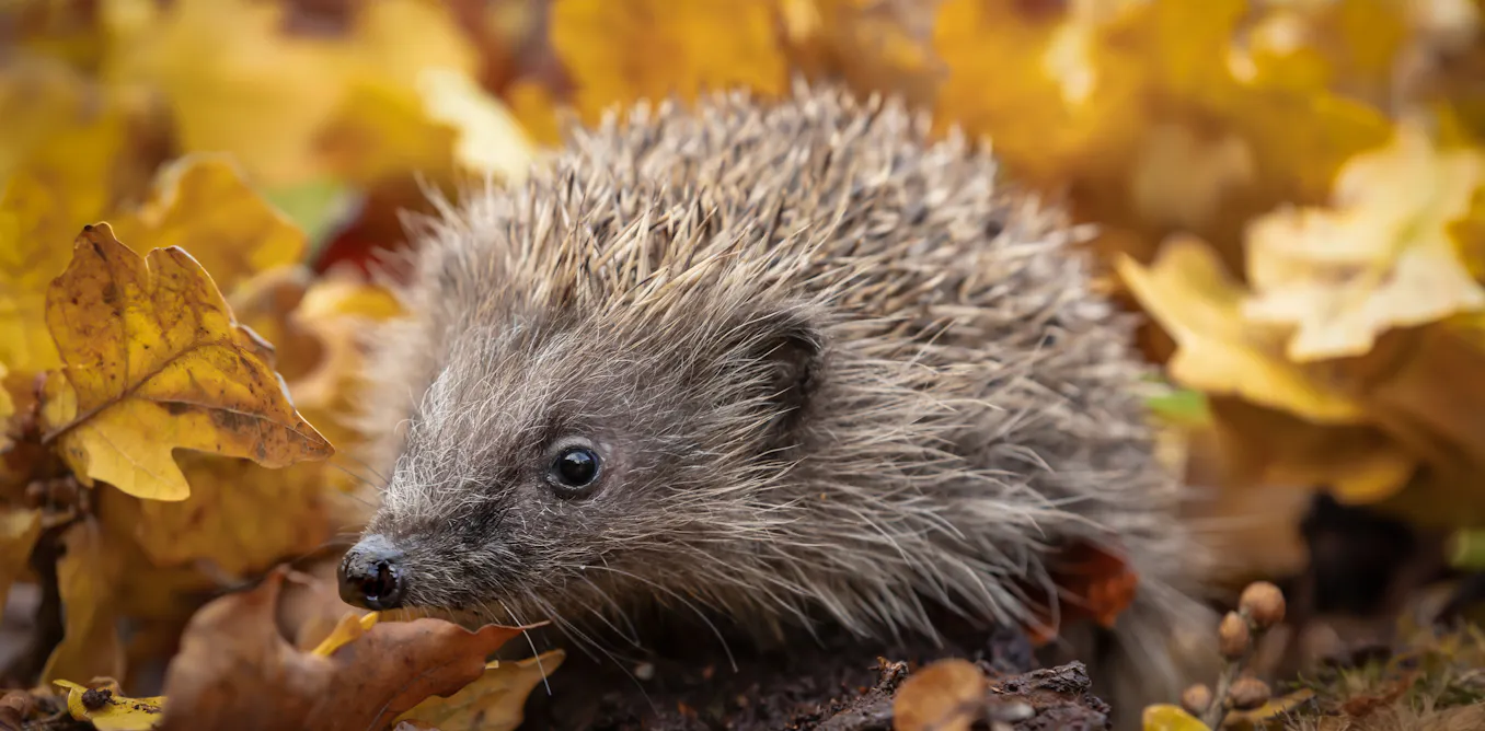 Embrace lazy autumn gardening to protect wildlife Embrace lazy autumn gardening to protect wildlife