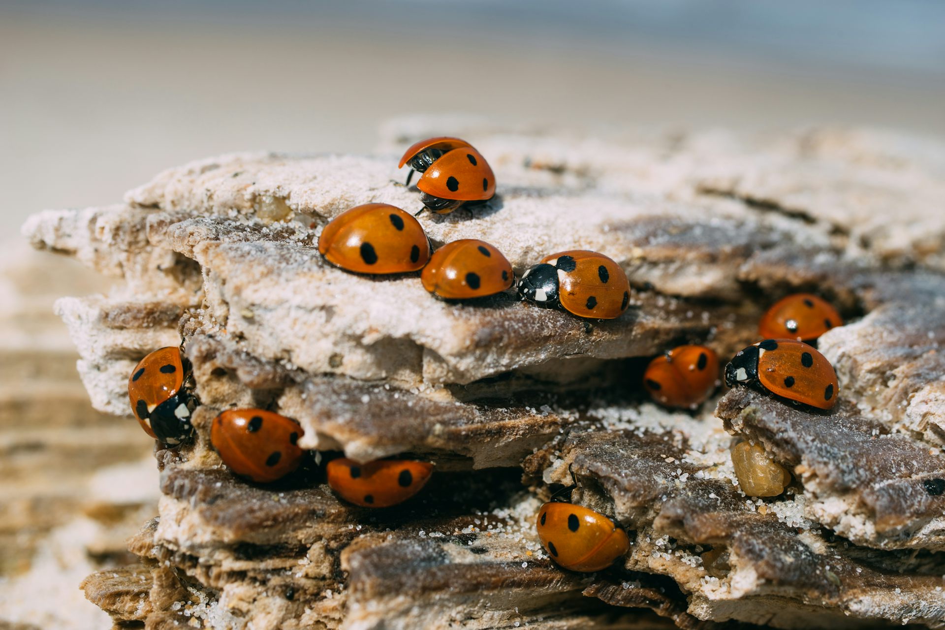 Ladybirds sunbathing on wooden log