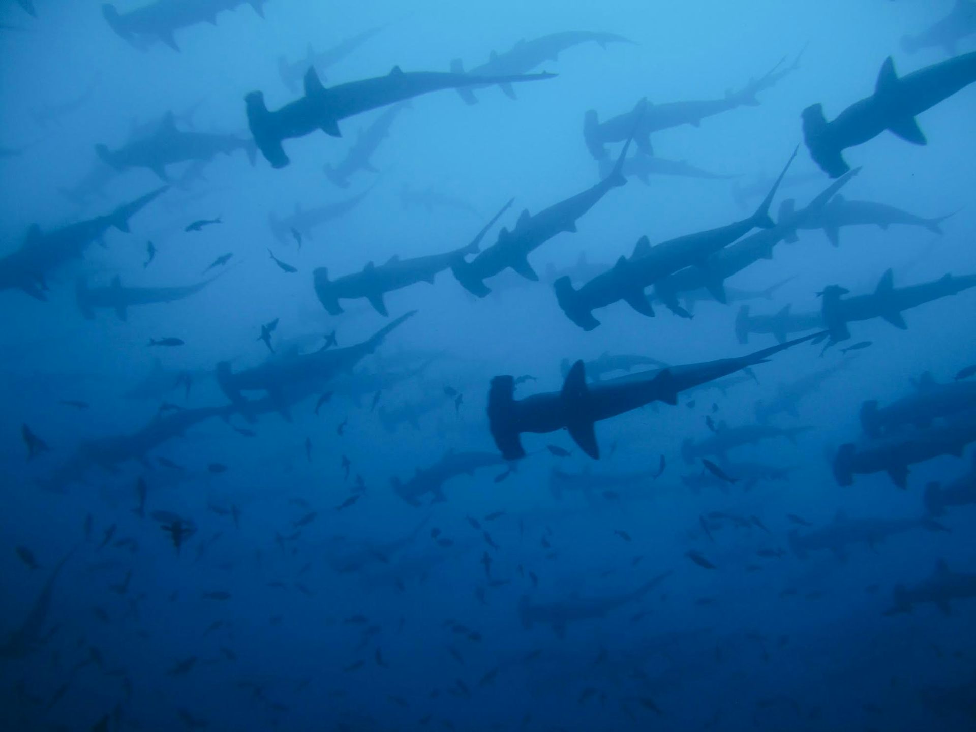 Sharkcounting divers off Costa Rica reveal limits of marine reserves