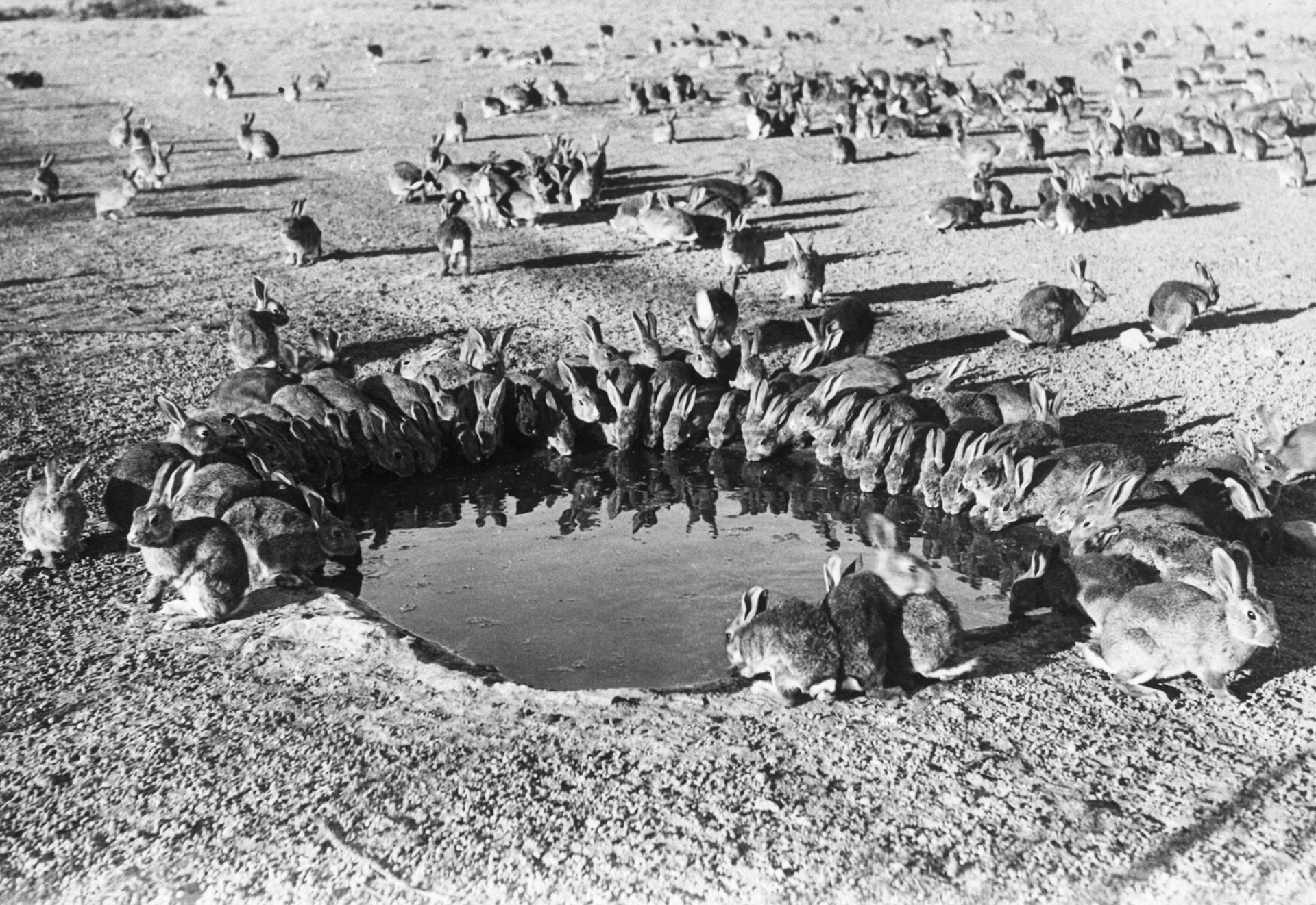 Why the humble rabbit might be Australia’s worst introduced species