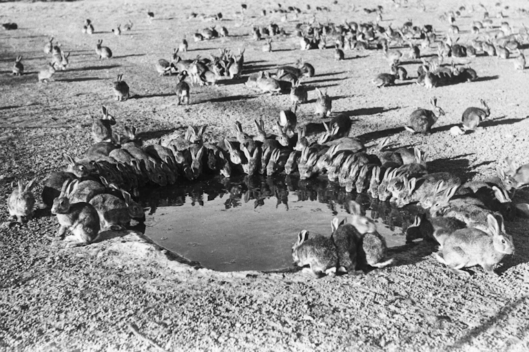 swarm of feral rabbits at a waterhole in Australia