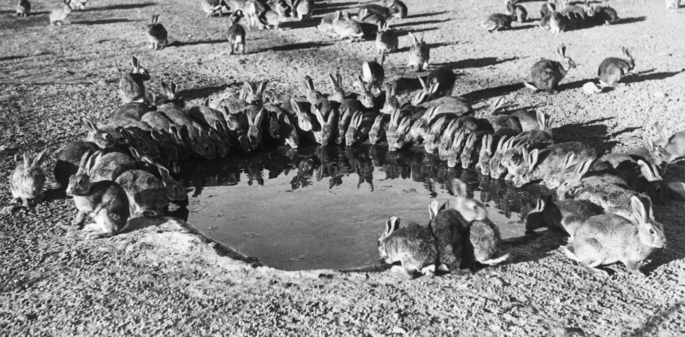 Why the humble rabbit might be Australia’s worst introduced species