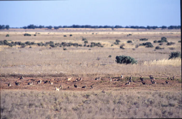 large numbers of rabbits in rural australia.