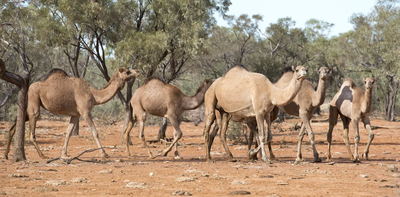 Feral – and threatened? Endangered camels, banteng and hog deer have found an unexpected refuge in Australia