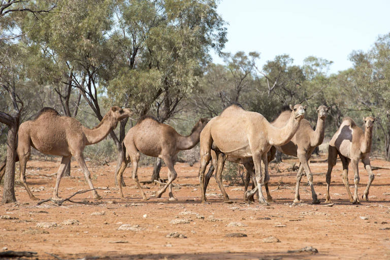 herd of wild camels in Australian bush.