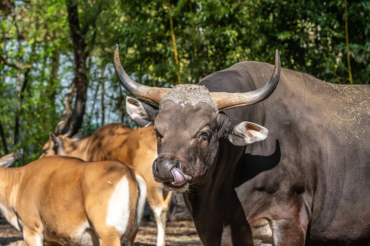 close up of bull and cow from banteng species.