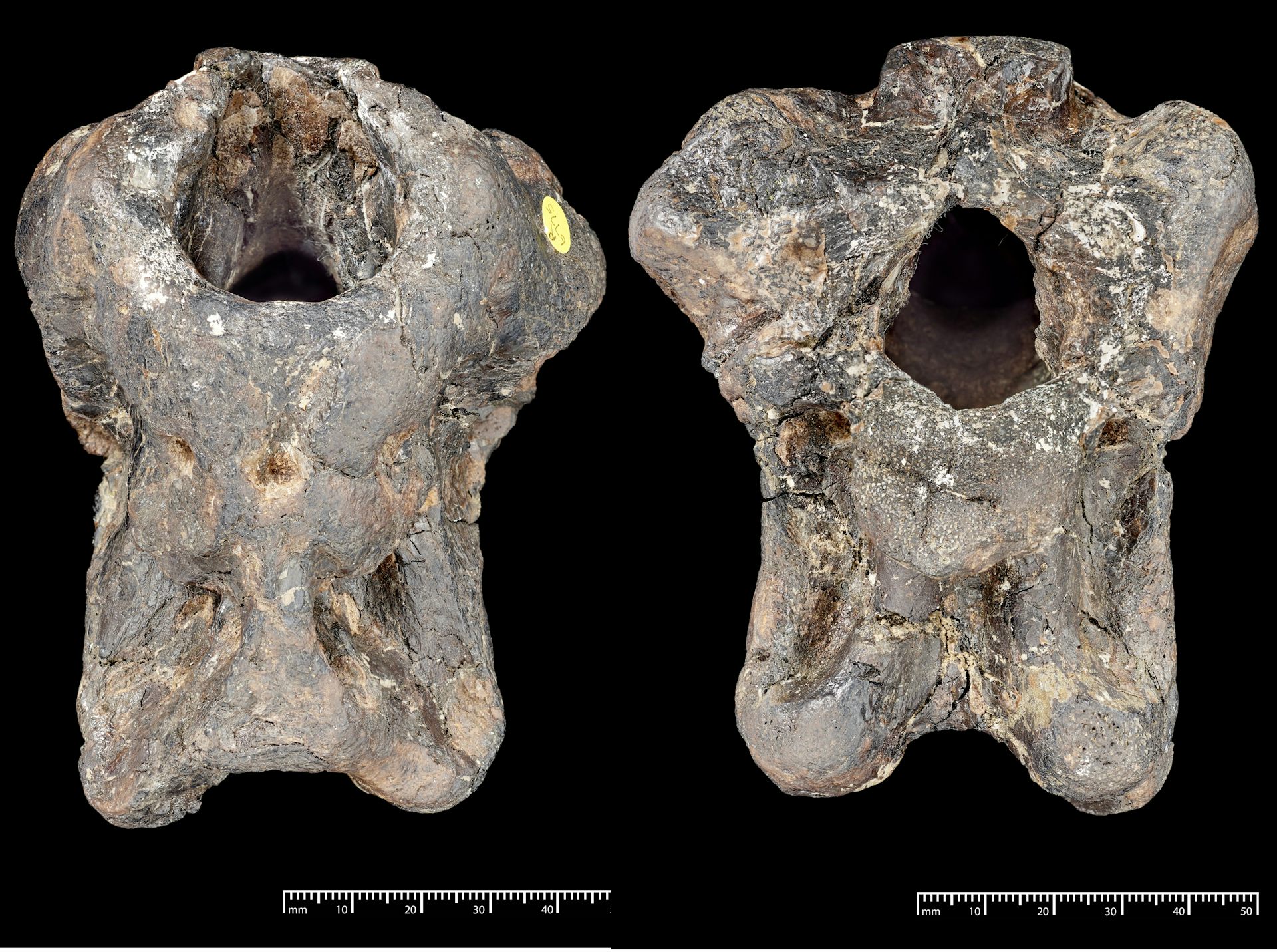 Large bone with a hole towards the top.